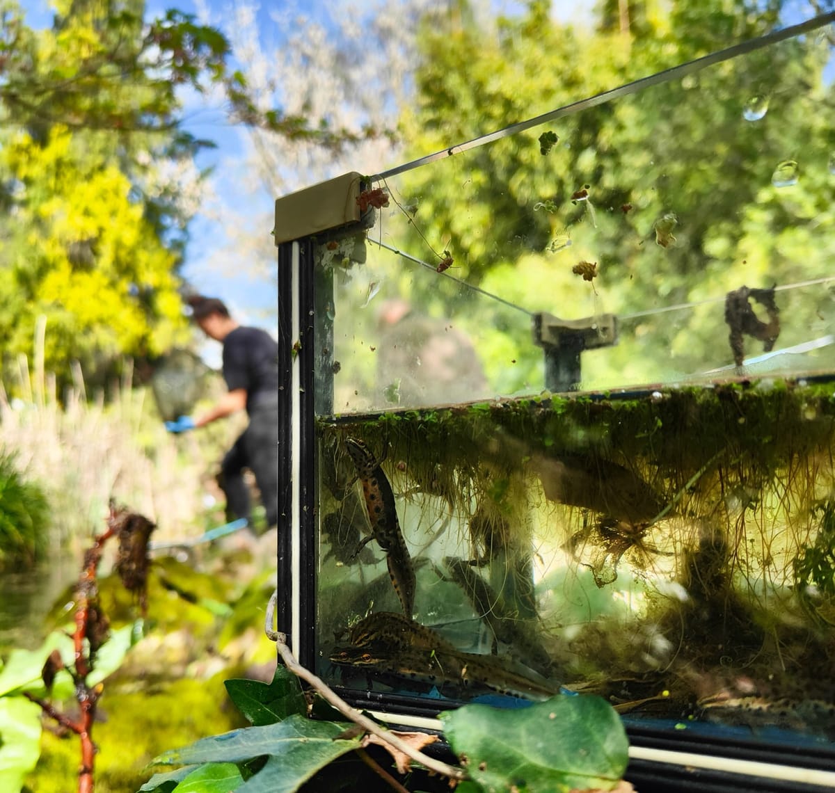 Tritoni nelle fontane storiche di Roma