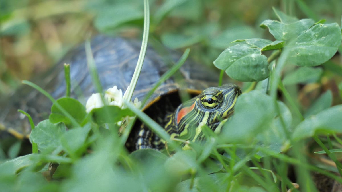 La minaccia nascosta: le specie aliene invasive e il loro impatto sugli ecosistemi acquatici